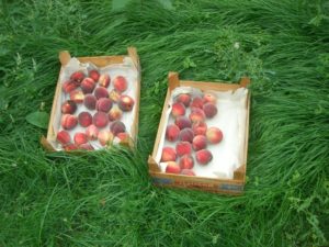 Wir haben geerntet: Pfirsiche aus Hannover-Linden