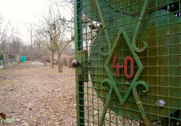 Baumschnitt im Gemeinschaftsgarten am Lindener Berg