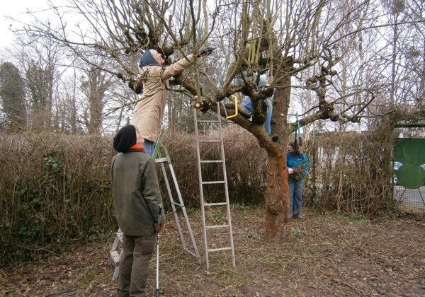 Baumschnitt im Gemeinschaftsgarten am Lindener Berg