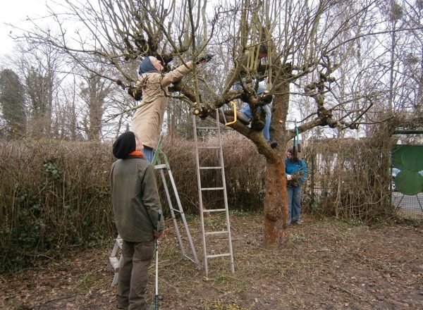 Baumschnitt im Gemeinschaftsgarten am Lindener Berg