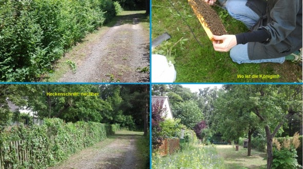 Bienen, Heckenschnitt im Vorher/Nachher-Vergleich