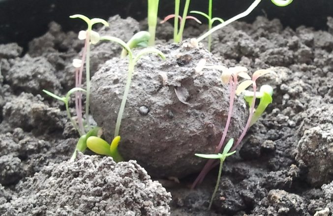 Samenkugel / Samenbombe mit jungen Pflanzen